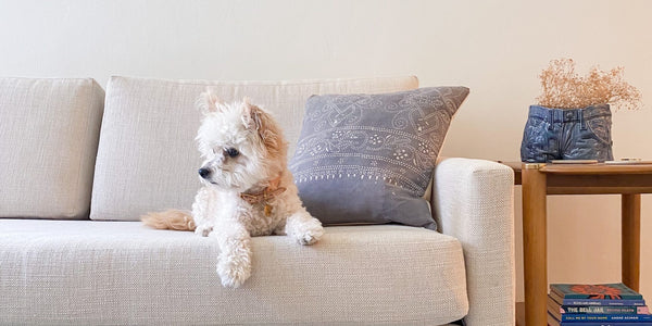 The Pet Owner's Guide To Sofa Shopping & Sofa Care