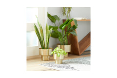 Lily Planter Set