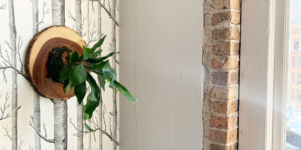 Small Space-Friendly DIY: How to Make a Staghorn Fern Wallhanging