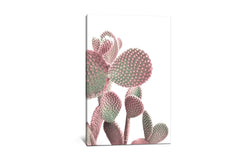 CACTUS ON WHITE by Emanuela Carratoni