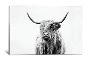 PORTRAIT OF A HIGHLAND COW by Dorit Fuhg